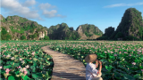 Mùa hoa sen nở rộ tại Ninh Bình