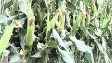 Vùng quê nghèo đi lên từ mô hình “Trồng cây ngô ngọt xuất khẩu”