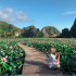Mùa hoa sen nở rộ tại Ninh Bình